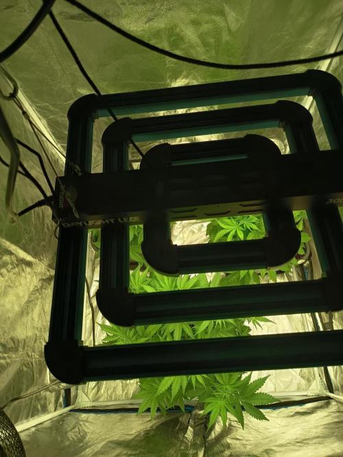 afghani. Week 1