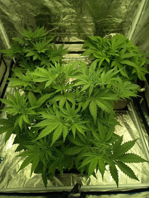 afghani. Week 1