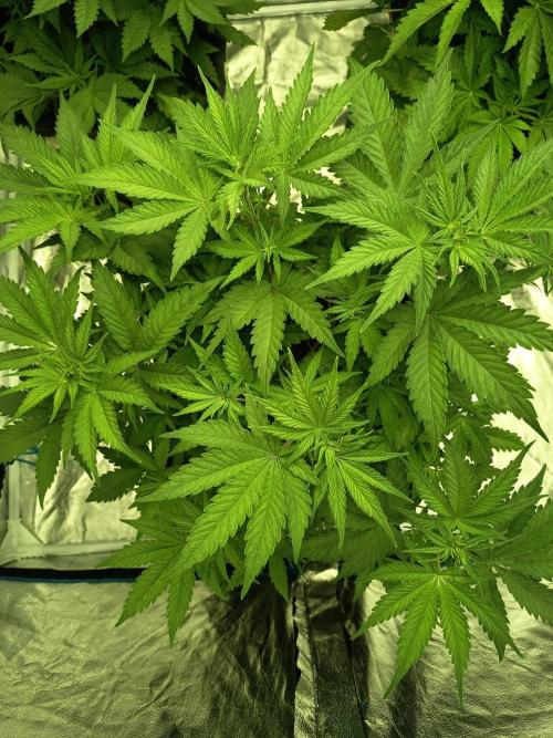 afghani. Week 1