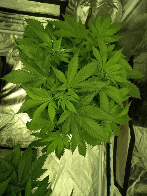 afghani. Week 1