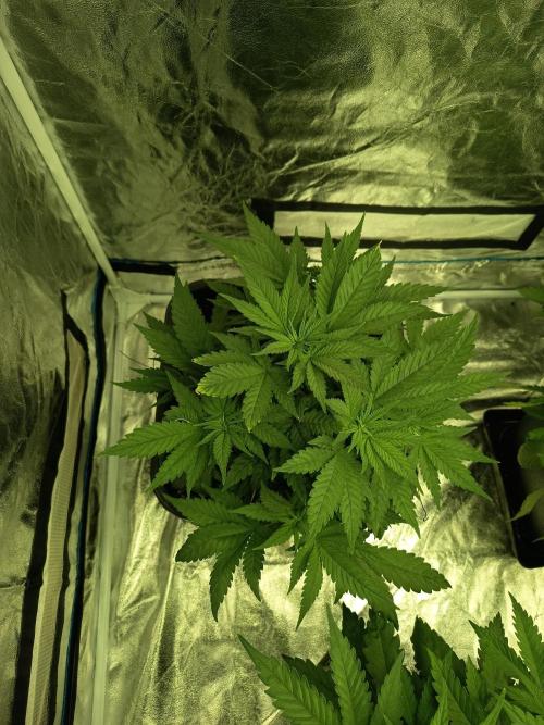 300W GH Top Light LED. Week 1