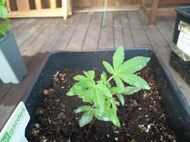 White widow rqs. Week 3