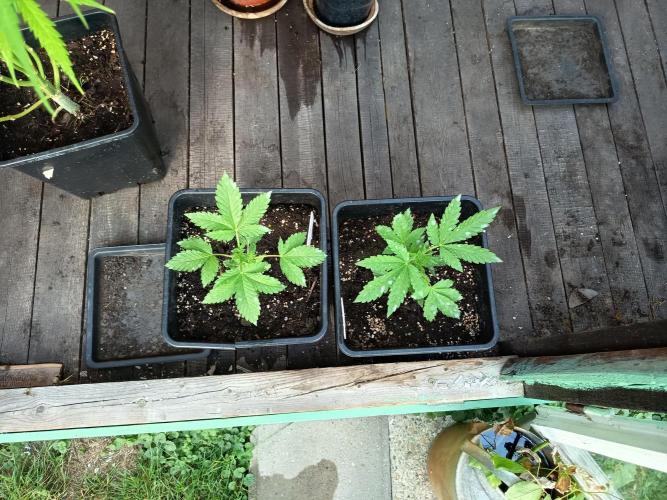 White widow rqs. Week 3