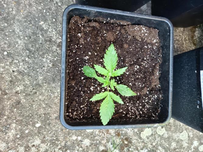 300W GH Top Light LED. Week 2