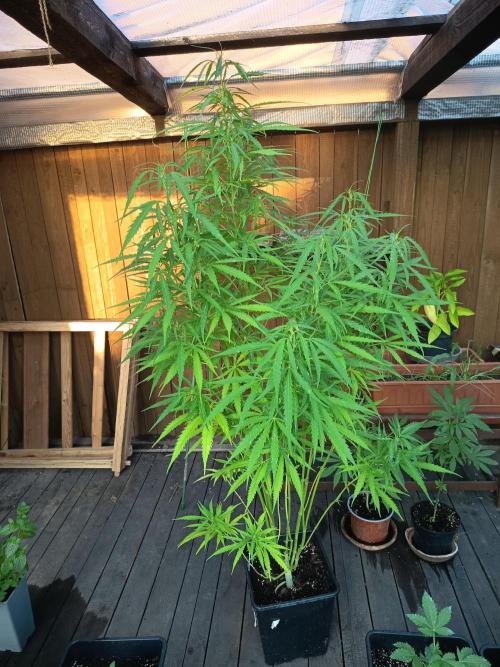 green poison. Week 3