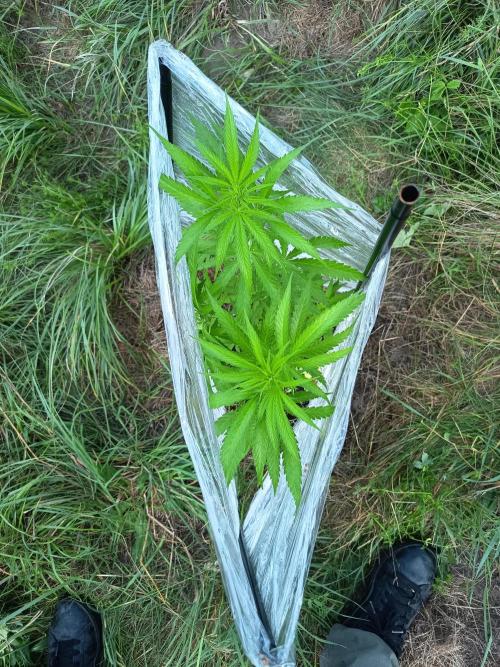 chokobang. Week 6