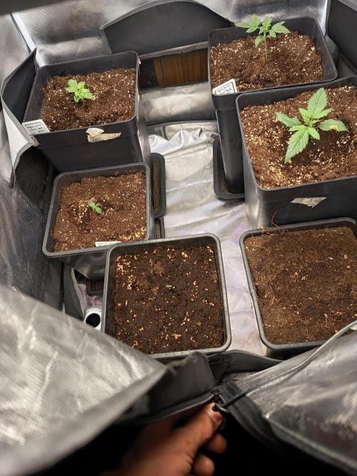 300W GH Top Light LED. Week 2