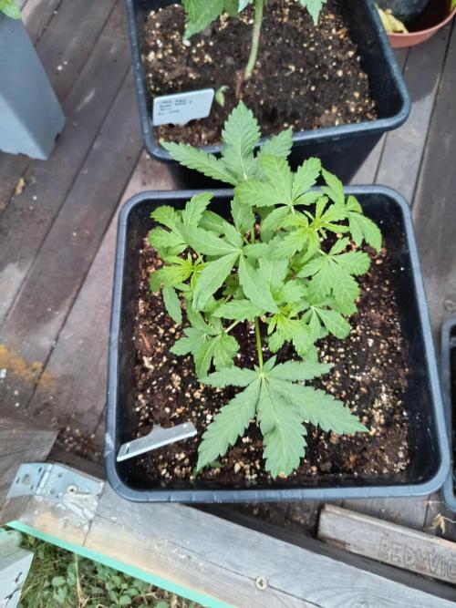BCN critical xxl auto. Week 3