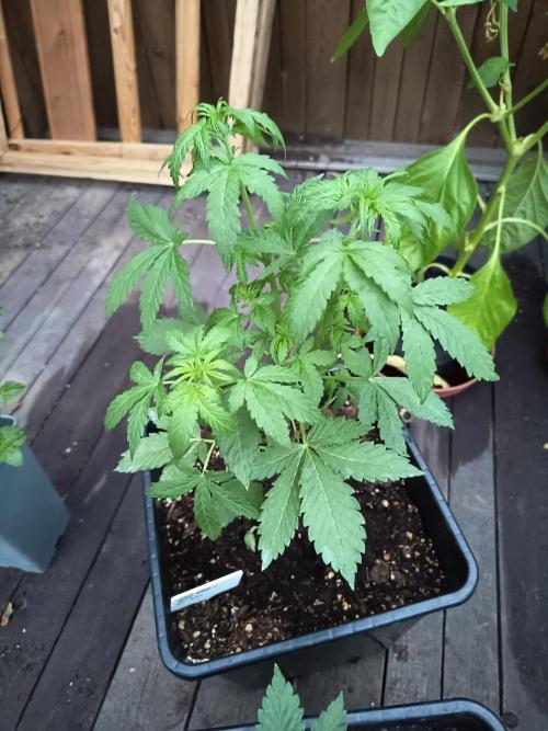 White widow rqs. Week 4