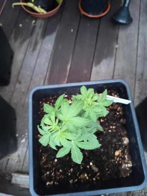 White widow rqs. Week 4