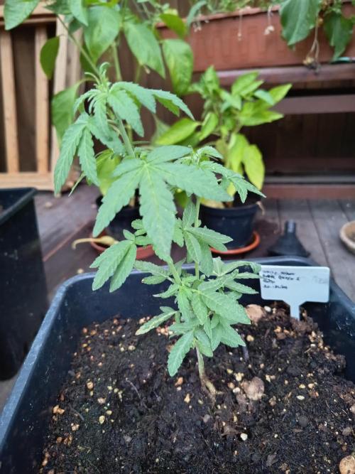 White widow rqs. Week 4