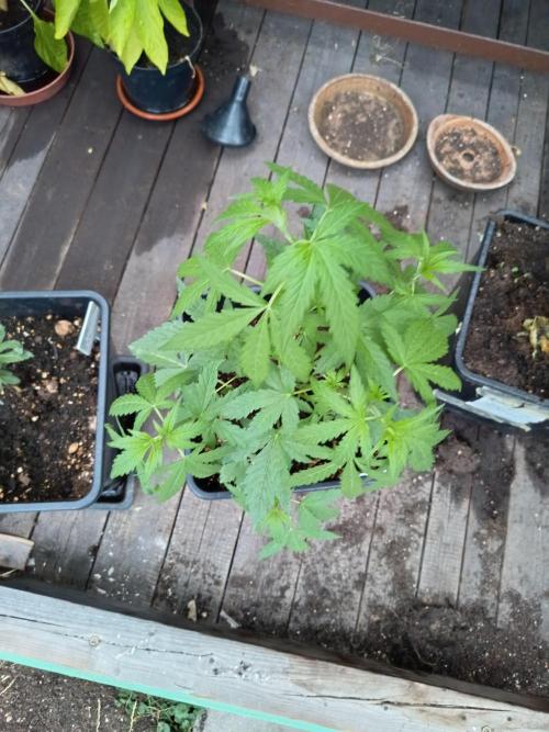 White widow rqs. Week 4