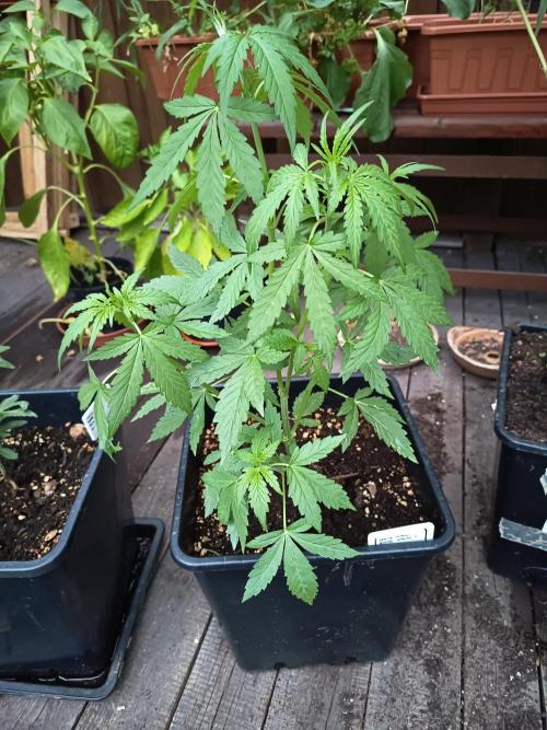 300W GH Top Light LED. Week 4