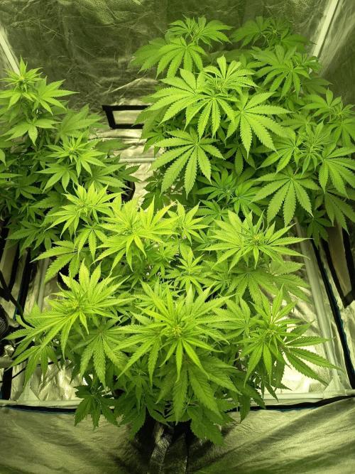 afghani. Week 4