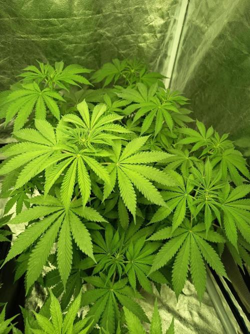 300W GH Top Light LED. Week 4