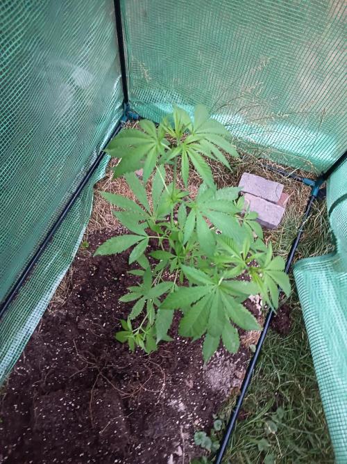 cookie haze. Week 5