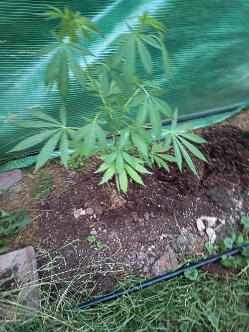 cookie haze. Week 5