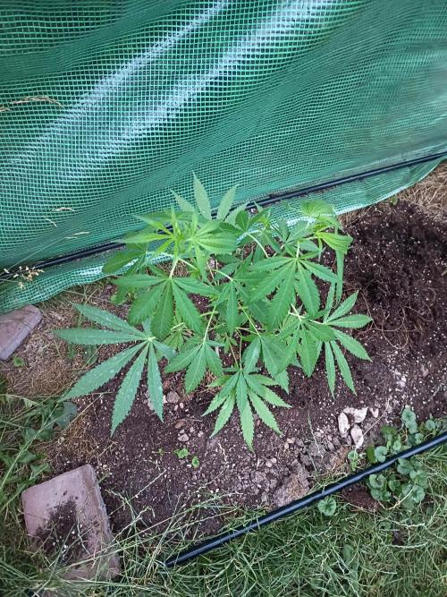 cookie haze. Week 5