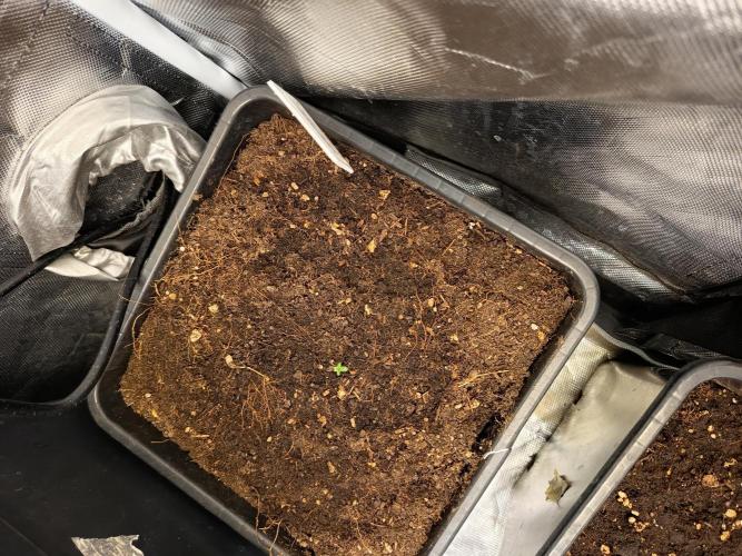 300W GH Top Light LED. Week 1