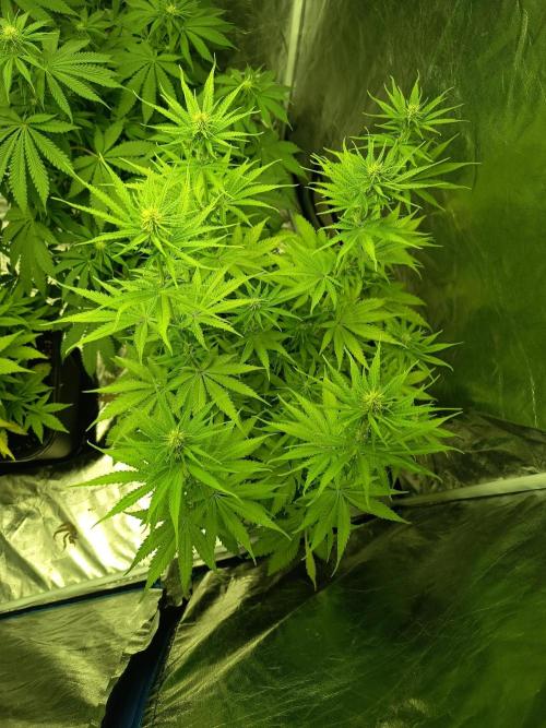 afghani. Week 5