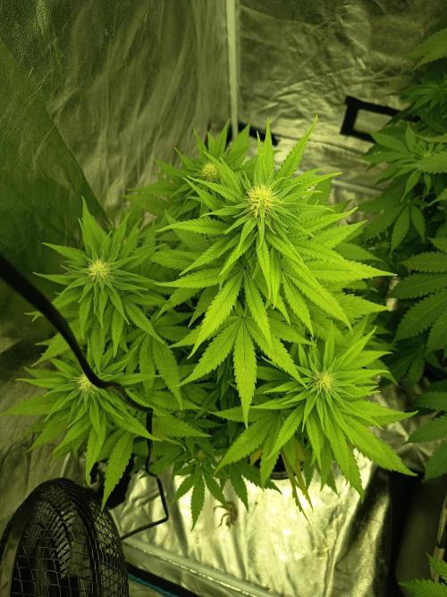 afghani. Week 5