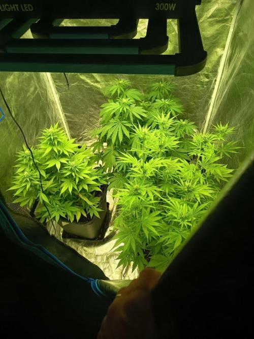 afghani. Week 5