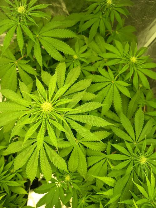 afghani. Week 5
