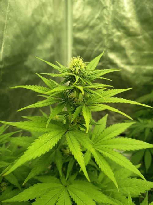 300W GH Top Light LED. Week 5