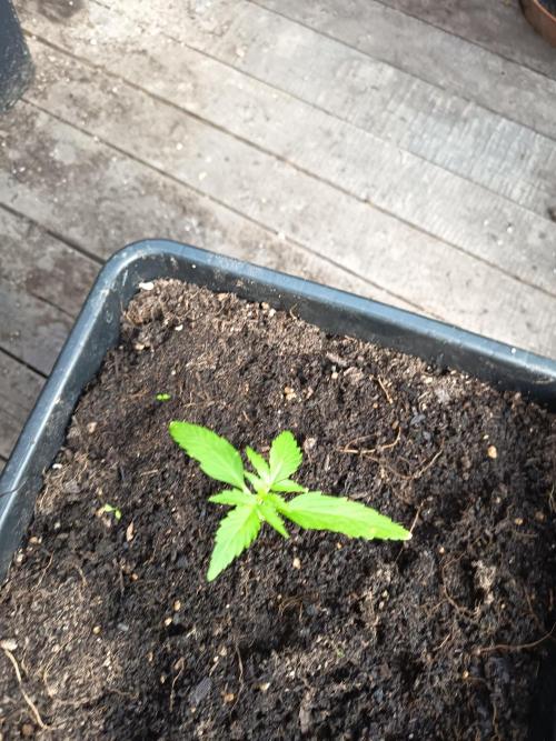 hindukush auto sensi seeds. Week 2