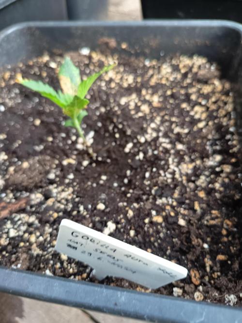 gorilla auto. Week 2