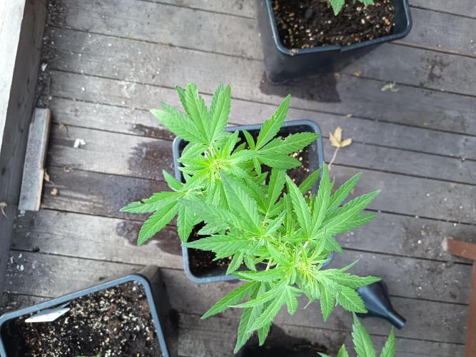 White widow rqs. Week 5
