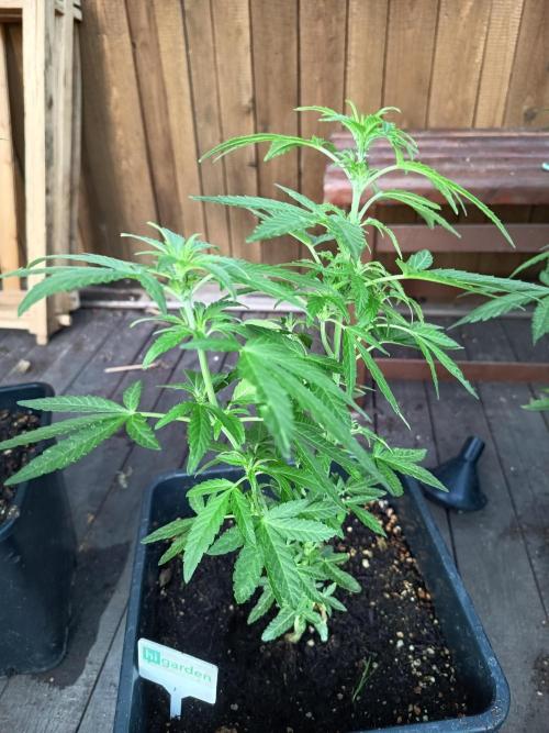 White widow rqs. Week 5
