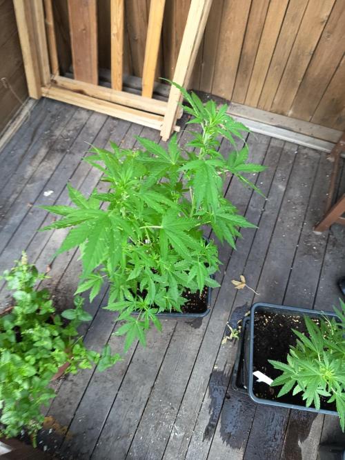 White widow rqs. Week 5