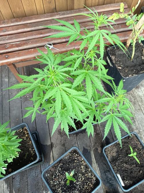 White widow rqs. Week 5