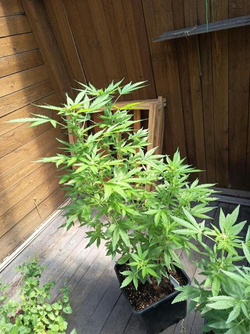 White widow rqs. Week 6