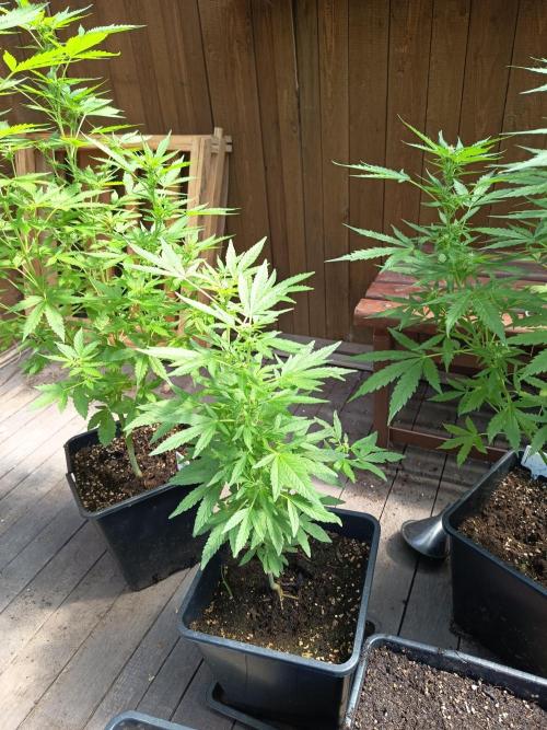 White widow rqs. Week 6