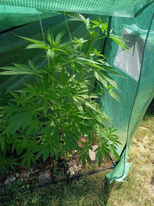 cookie haze. Week 1