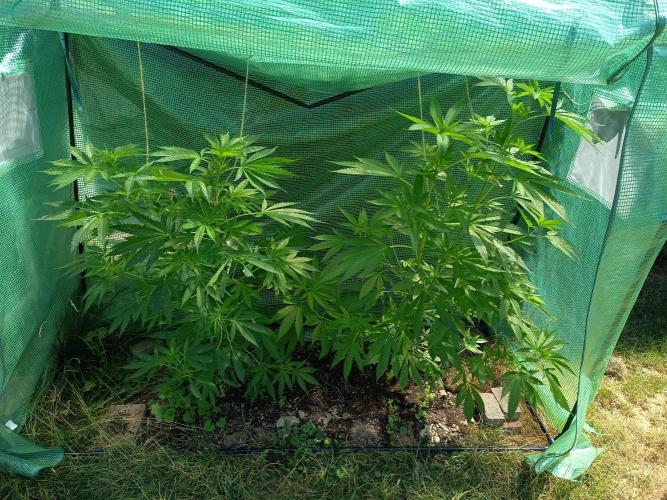 cookie haze. Week 1