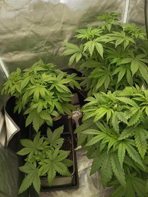 Afghani SenS. Week 4