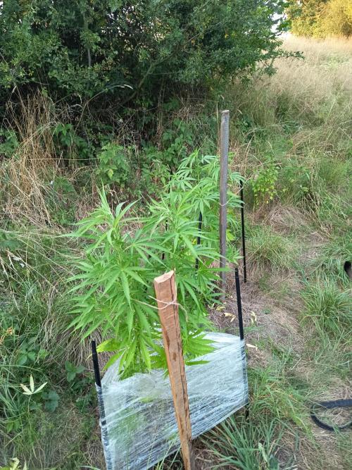 chokobang. Week 3