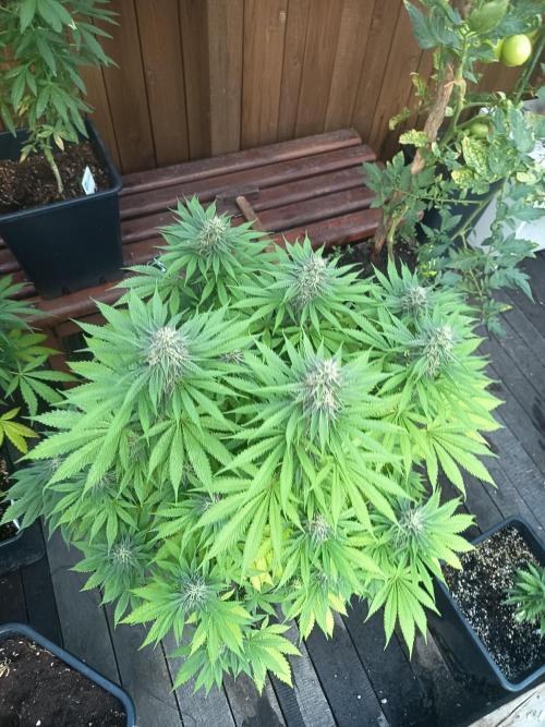 afghani. Week 6