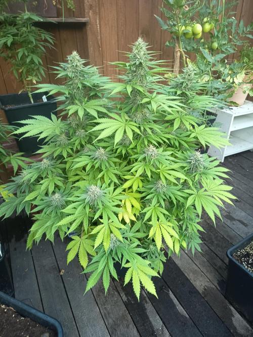 afghani. Week 6