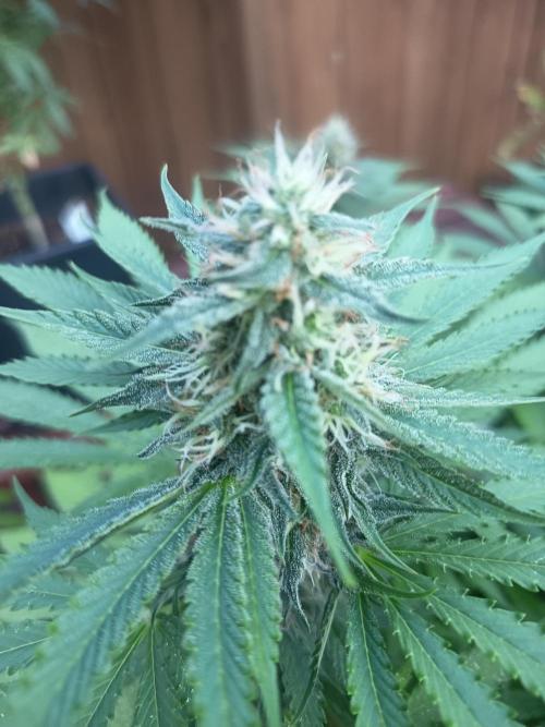 afghani. Week 6