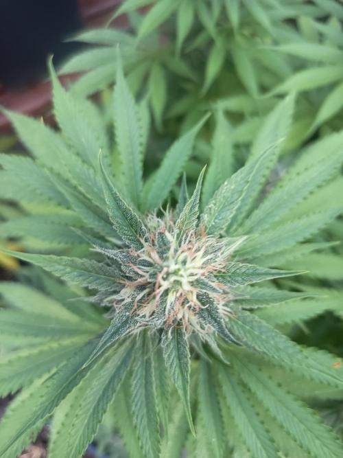 afghani. Week 6