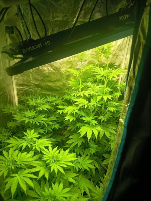 Afghani SenS. Week 5