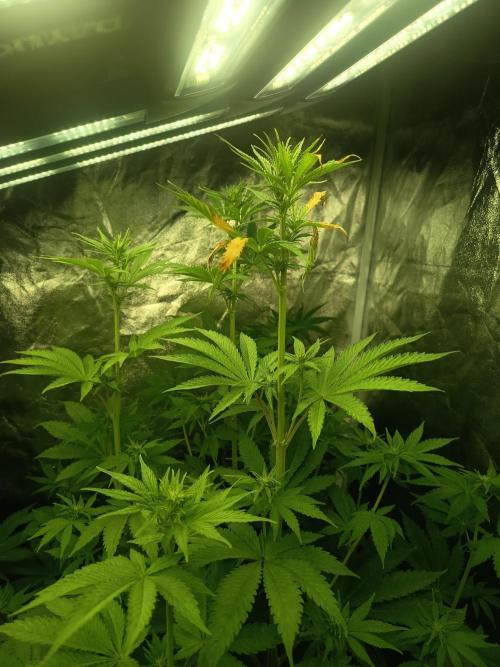 Afghani SenS. Week 5