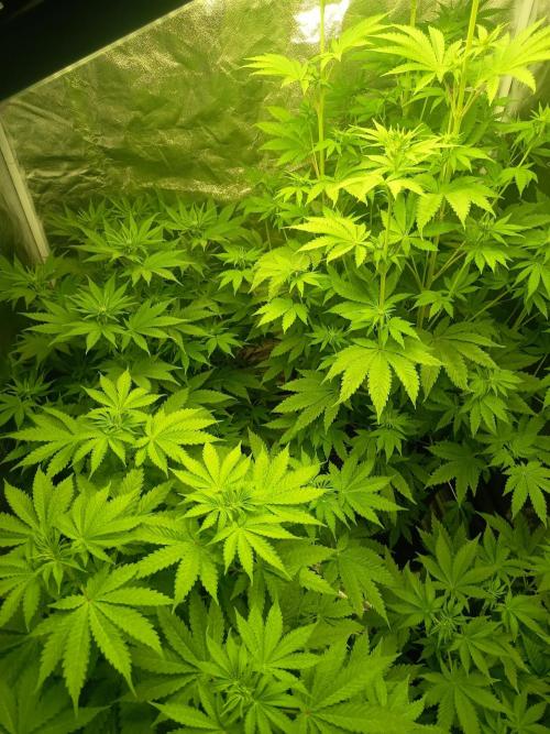 300W GH Top LED. Week 5