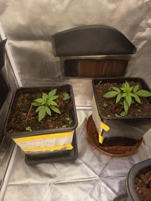 AK-49 Auto. Week 2