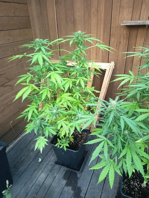 White widow rqs. Week 7