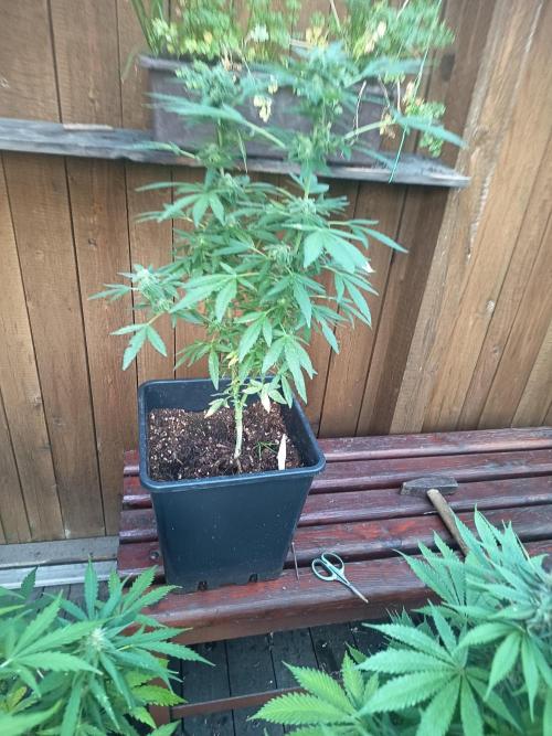 White widow rqs. Week 7